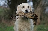 GOLDEN RETRIEVER 1023